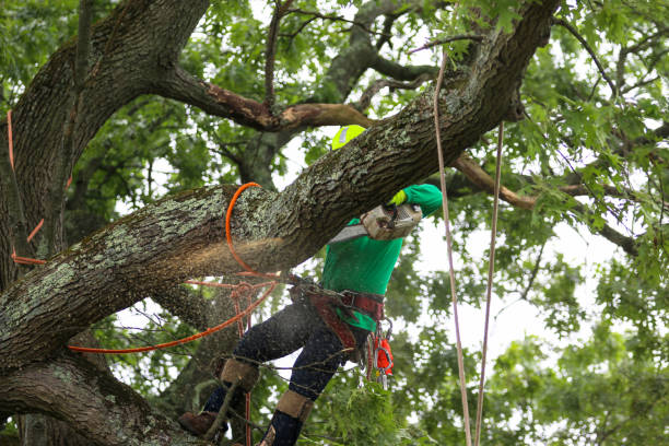 Best Lawn Pest Prevention  in Archer Lodge, NC
